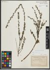 Foto von Salix repens subsp. rosmarinifolia (L.) Andersson